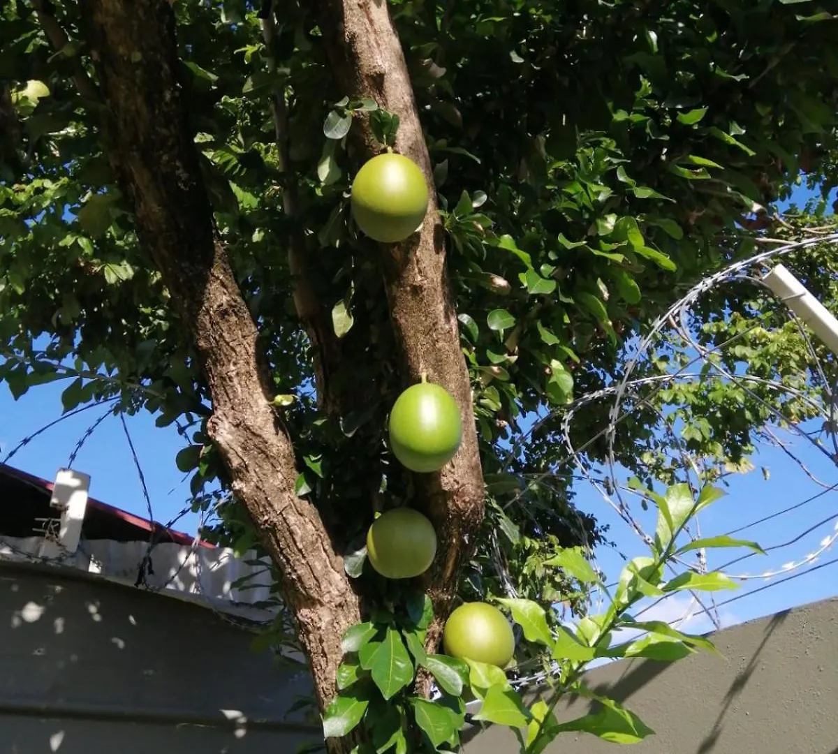L'Escale Foyalaise - Wifi, Clim, Jardin Creole, Parking Privatif Villa Fort-de-France Martinique